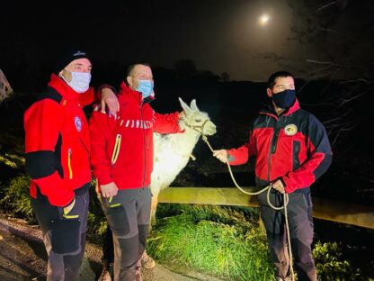 Les sapeurs-pompiers au secours d'un lama !