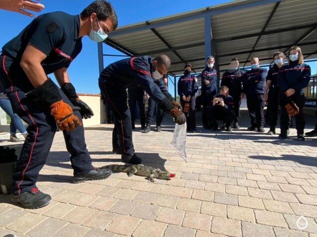 Formation au secours animalier