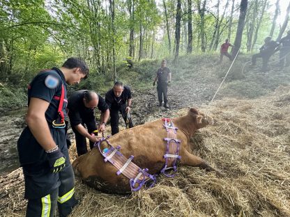 Sauvetage d'une vache à Montbrun-Bocage